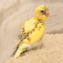 ひかえめに甘えんぼーさん☆　セキセイインコ　はるくぃーん～～
