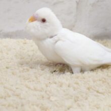 白い羽に透明感あふれる瞳☆　こっそり見せる「笑顔」　最強コンボでしょーー　セキセイインコ　アルビノ～～