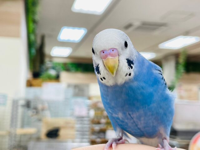 セキセイインコ