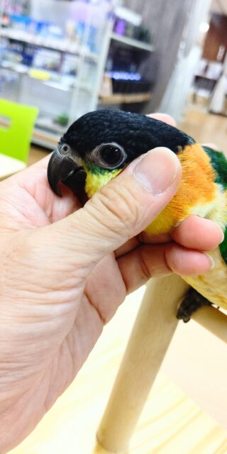 ズグロシロハラインコ