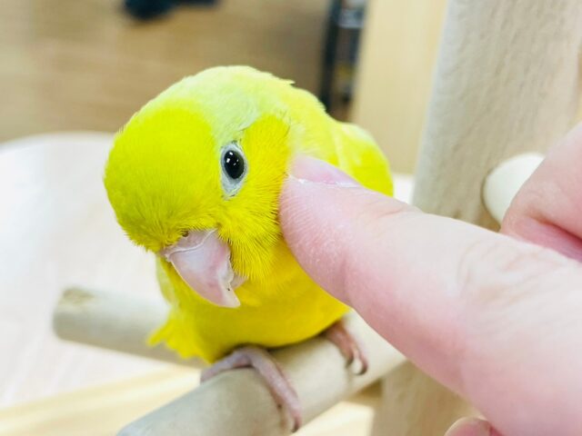 【最新画像更新🪄】将来は甘えん坊になる予感♡マメルリハインコ（アメリカンイエロー）女の子