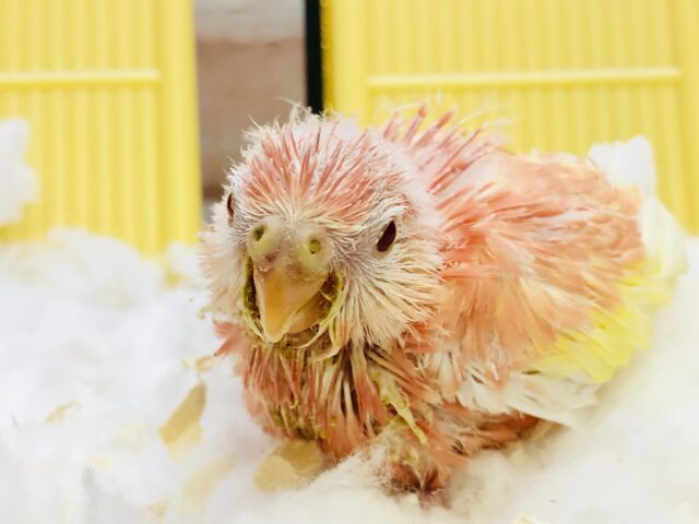 アキクサインコ（秋草インコ）