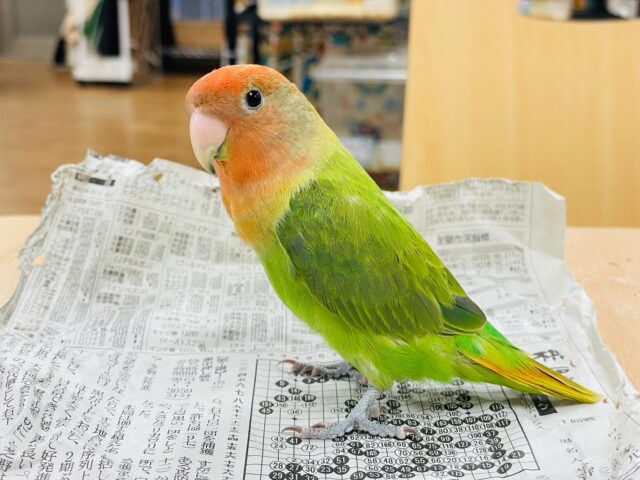 コザクラインコ（小桜インコ）