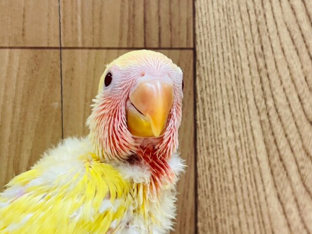 コザクラインコ（小桜インコ）