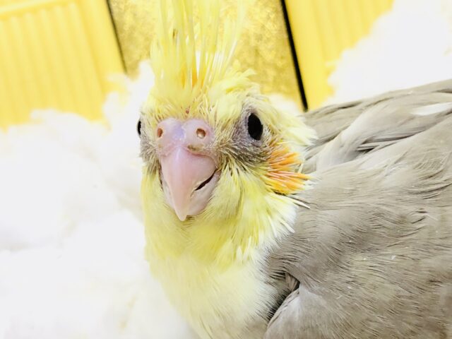 オカメインコ