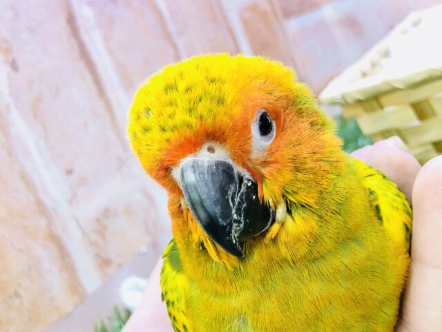 コガネメキシコインコ