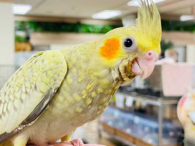 オカメインコ