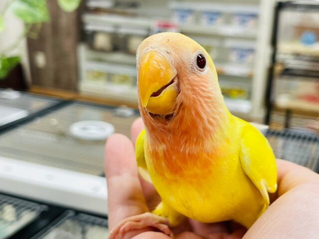 コザクラインコ（小桜インコ）