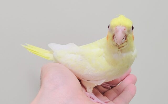 オカメインコ