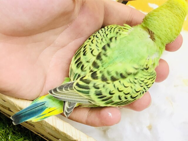 セキセイインコ