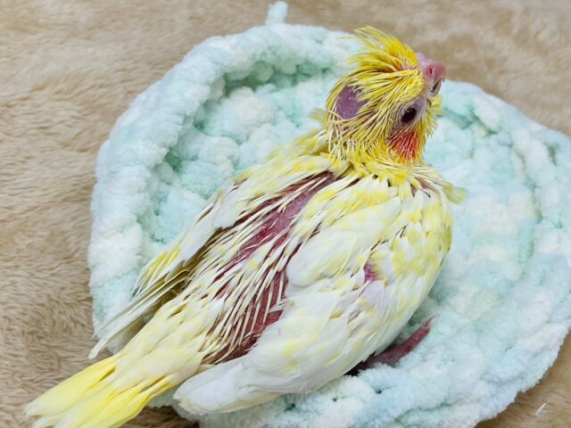 オカメインコ