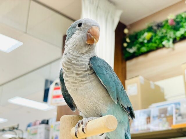 オキナインコ