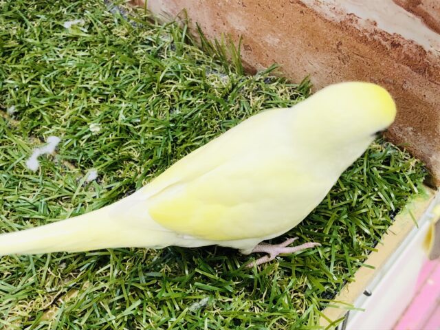 セキセイインコ