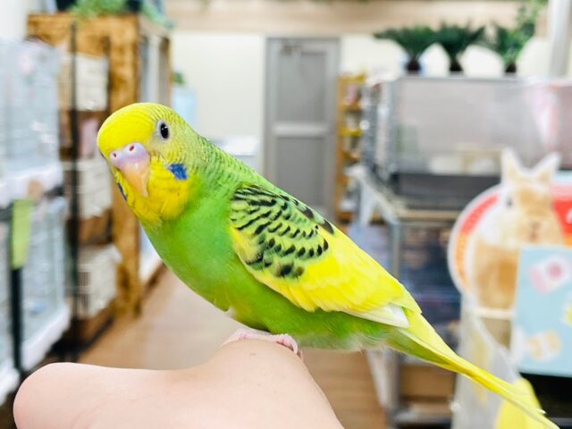 セキセイインコ