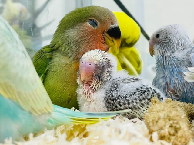 セキセイインコ