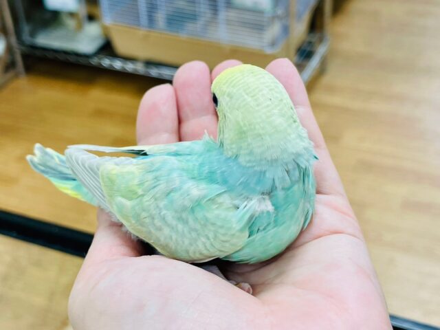 セキセイインコ