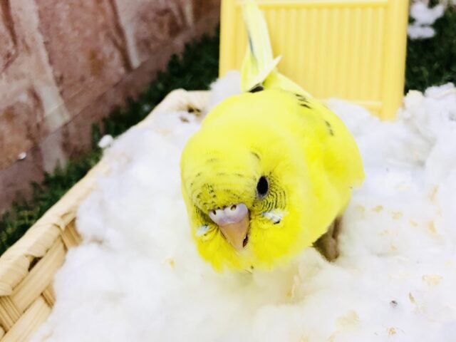 セキセイインコ