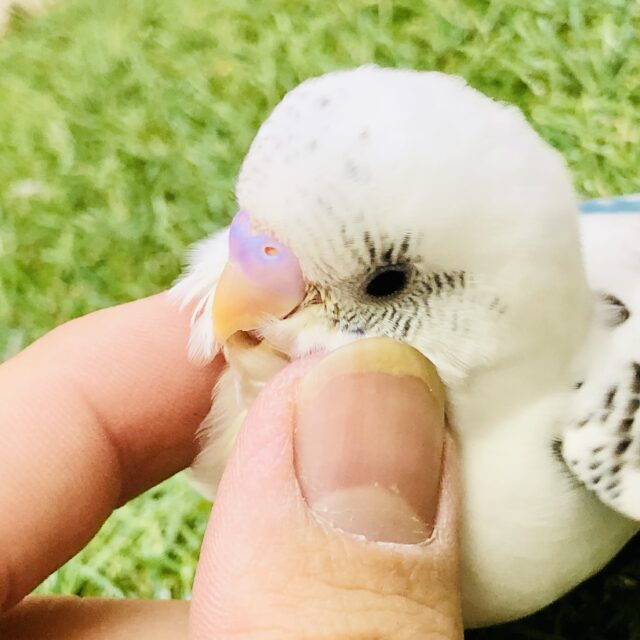 【最新画像更新☆☆】暑い夏にピッタリ！！涼しげカラー🍧　セキセイインコ