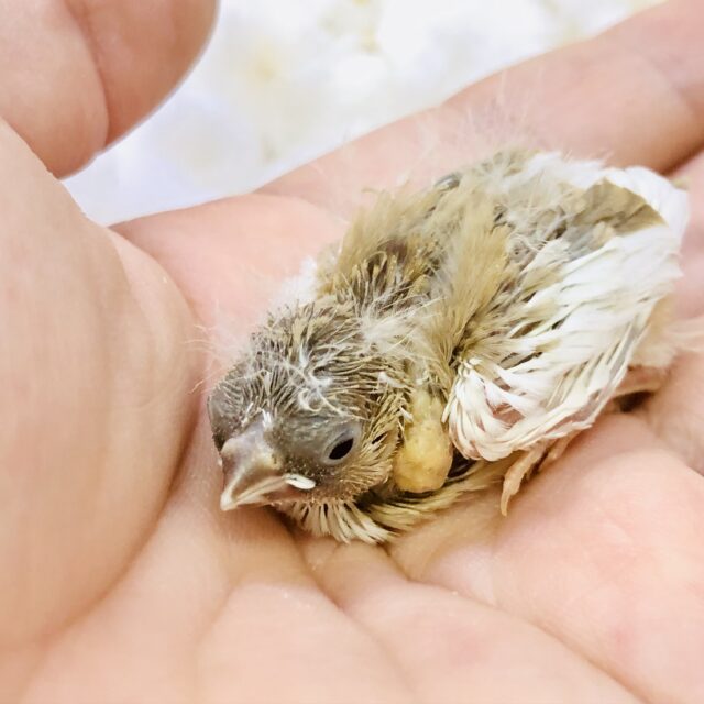 錦花鳥（キンカチョウ）