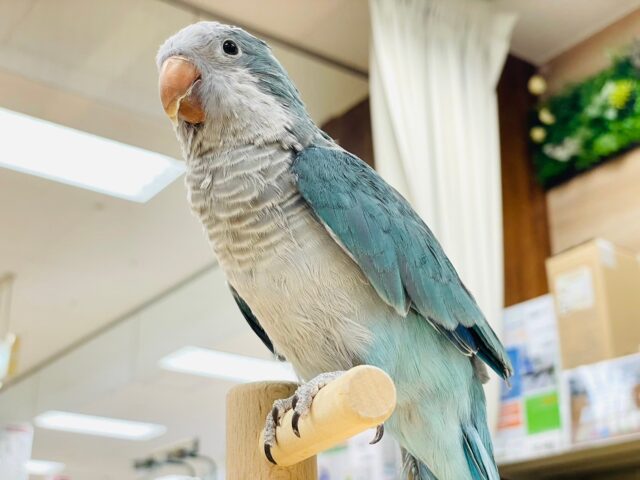 オキナインコ