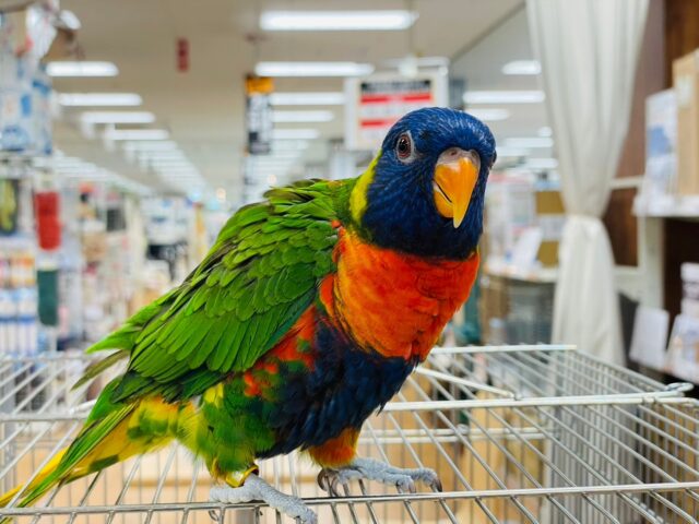 ゴシキセイガイインコ