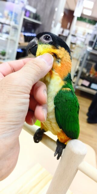 ズグロシロハラインコ