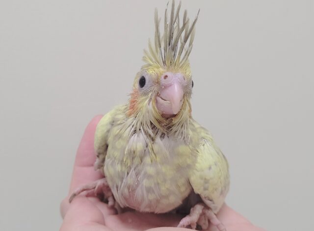 オカメインコ