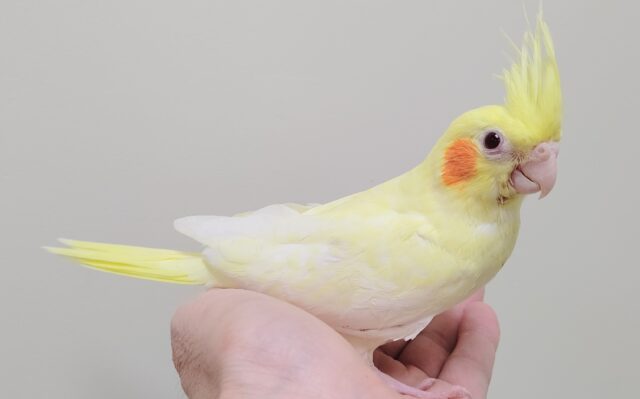 オカメインコ