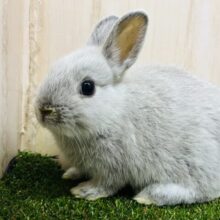 レアカラー！ネザーランドドワーフ(ライラック)が入舎しました！！