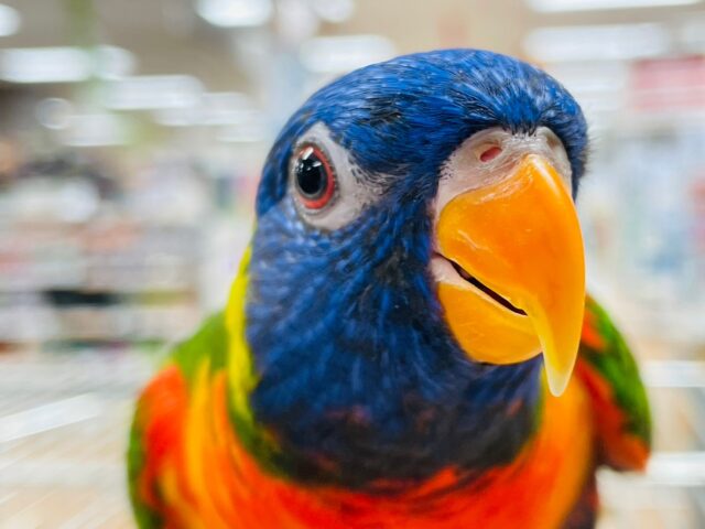 ゴシキセイガイインコ