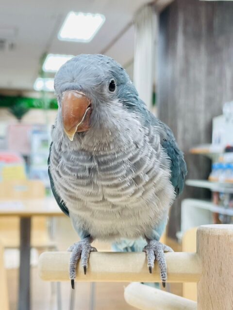 オキナインコ