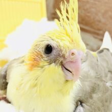 淡ーいティータイムなカラー？？　オカメインコ