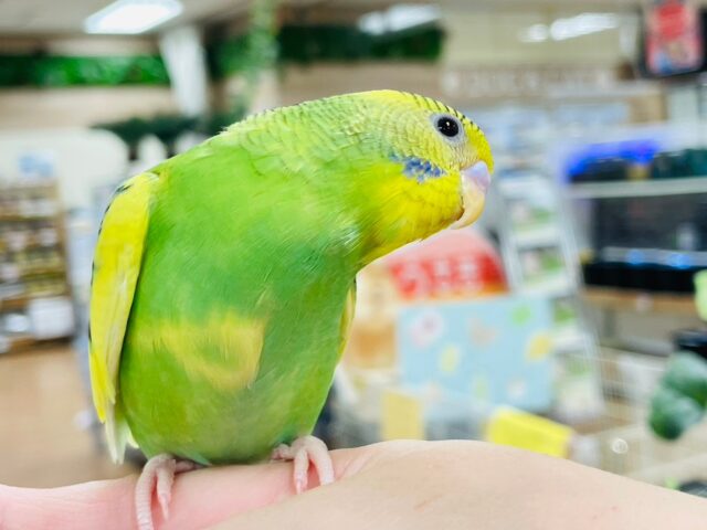 セキセイインコ