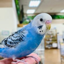 【最新画像更新🪄カゴデビューしました⭐︎】元気いっぱい◎わた毛に包まれた🫧セキセイインコ（オパーリン）