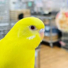 【動画更新🪄カゴデビューしました⭐︎】そこに居るだけで華やか🌟セキセイインコ（ルチノー）
