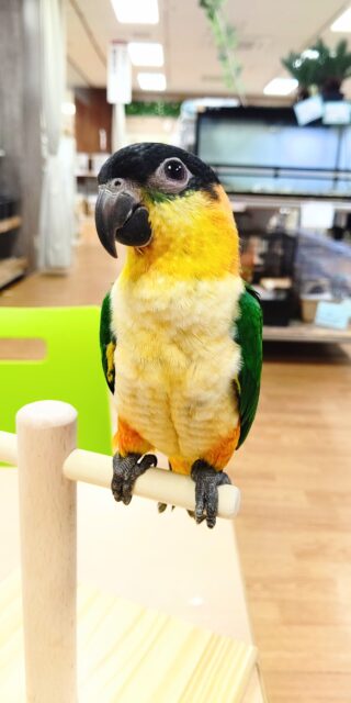 ズグロシロハラインコ