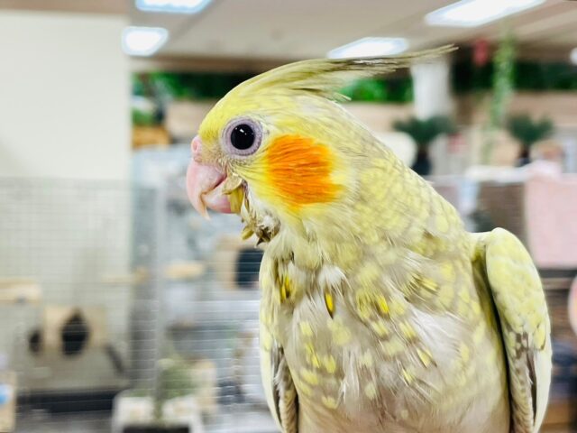 オカメインコ