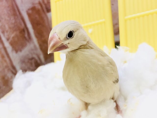 シナモン文鳥