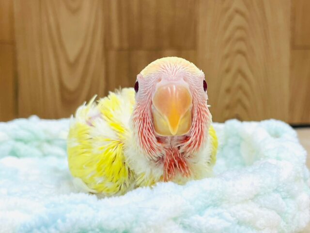 コザクラインコ（小桜インコ）