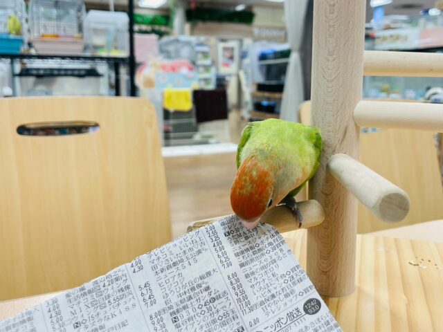 コザクラインコ（小桜インコ）