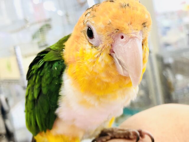 【最新画像更新☆☆】ビックベビー到来・・・　シロハラインコ