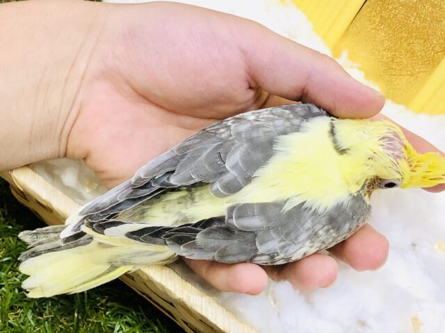 オカメインコ