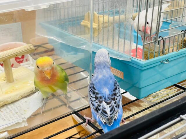 セキセイインコ