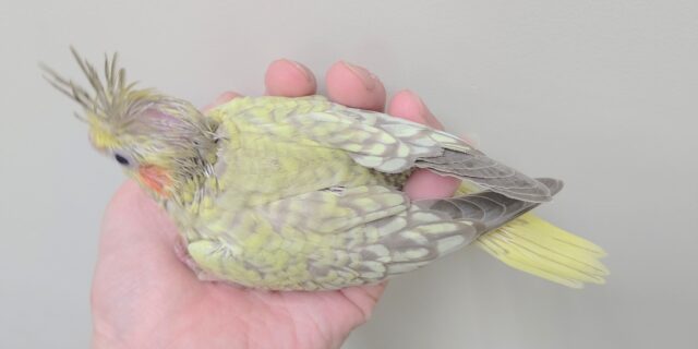 オカメインコ