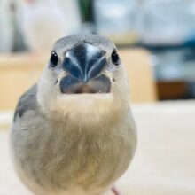 【最新画像更新🪄】これからどんどん大きくなるよ♡桜文鳥　ヒナ