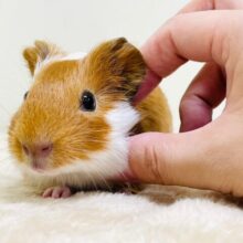 これからの成長が楽しみなベビモルくん♡イングリッシュモルモット（二色）男の子