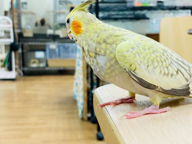 オカメインコ