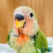 元気いっぱい⭐︎可愛いお顔に一目惚れ♡コザクラインコ（ノーマル）ヒナ