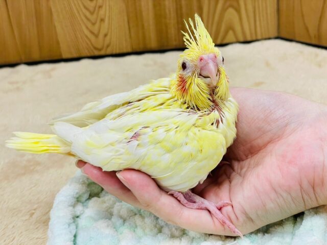 オカメインコ