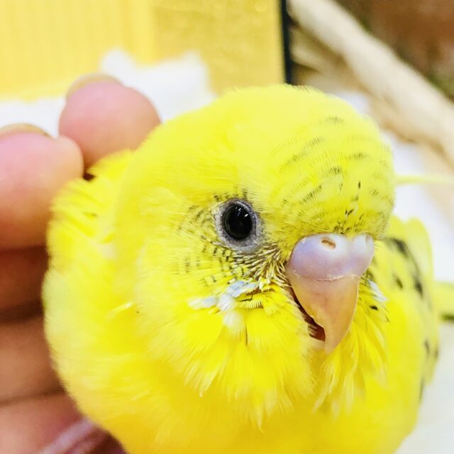 すっぽっとフィットして落ち着く～　セキセイインコ